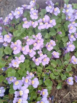 Trvalky a skalničky - 9