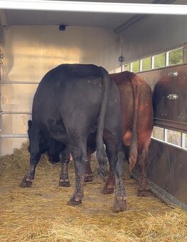 Nabízím přepravu hospodářských zvířat a menších koní - 9