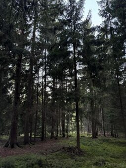 Prodám lesní pozemky v k.ú. Ločenice, p.č. 3857/9 a 3904 - 9