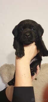 Labrador - černá a smetanová štěňátka - 9