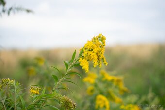 Sony A7 II (full-frame bezzrcadlovka) - 9