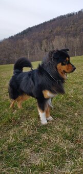 Australský ovčák –  poslední krasavec k odběru - 9