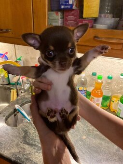 Štěňátka čivavy hledají hezké domovy. - 9