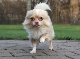 Čivava ke krytí - 9