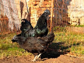 Násadová vejce: Ayam Cemani, Wyandotka, Hedvábnička - 9