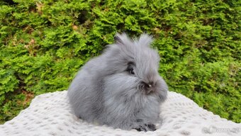 Zakrslý králík, králíček -(TEDDY)-OLAF A OLINA - 9