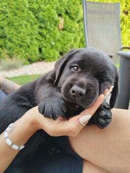 Stenatka labradora s Prukazem puvodu - rezervace - 9