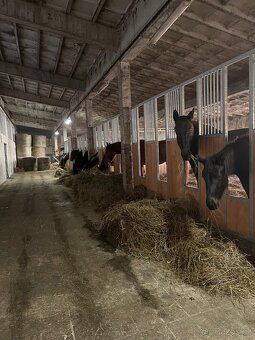 HŘÍBÁRNA NA EDENU - 9