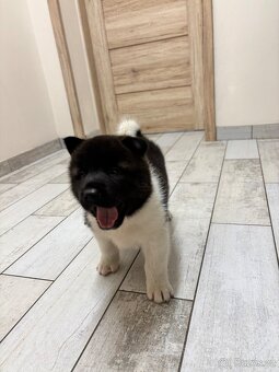 Americká akita - štěňata - 9