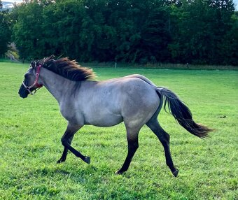 Roční grullo valach Quarter Horse - 9