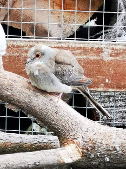 Holoubek diamantový straky 2025 - 9