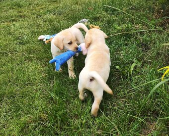 Nabídka štěňat labradorského retrievera - 9