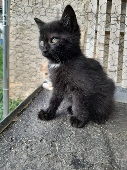 Koťátka alá Munchkin „kočičí jezevčík“ a „černé pumičky" - 9