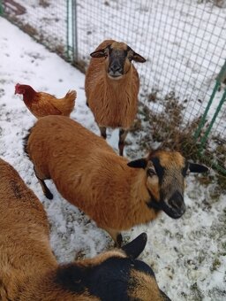 Kamerunská ovce - 9