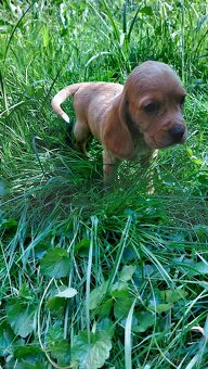 Kokrspanel,kokeršpaniel,beagle,bigel - 9