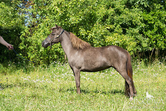 Americký miniaturní kůň , AMHA -minihorse - 9