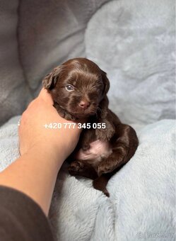 Maltipoo F1 Chocolate, 2,5 měsíce male boy - 9