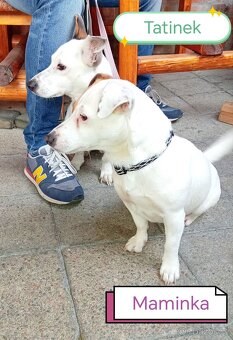 Jack russel teriér - 9