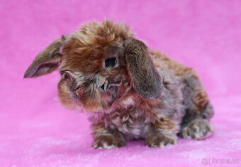 Zakrslý satén rex beránek , samička s VP . - 9