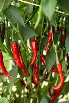 Sazenice chilli různých druhů - 9
