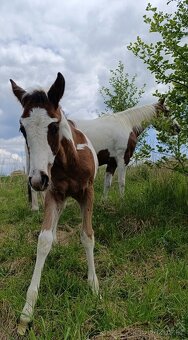 APHA Bay Tobiano Hřebeček - 9