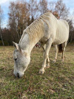 Dobrý menší koník - větší pony valach - 9