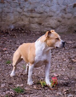Americký stafordšírský teriér s PP pejsek 1 - 9