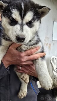 Štěňata Sibiřský husky - 9