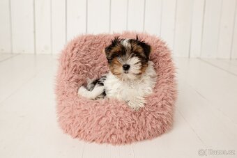 Biewer a Biro Yorkshire Terrier s PP, Jorkšír terier s PP - 9