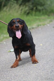 MR.SAUSAGE K ADOPCI - 7 LET,HODNÝ, KÁMOŠ S CHLAPMI :-) - 9