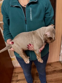 American Bully s PP ABKC - 9