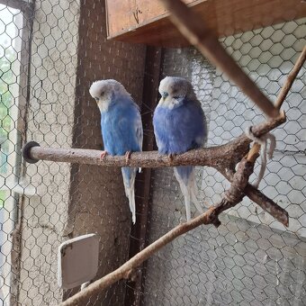 ANDULKY K ODBĚRU - 9