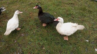 Kachna pižmová - 9