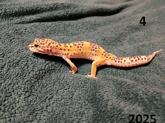 Samečci roku 2024 a 2025 - 9