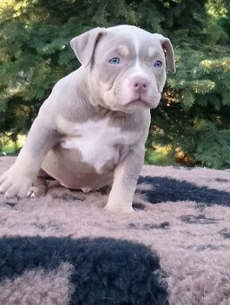 American bully - 9