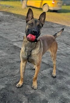 Belgický ovčák Malinois - 9
