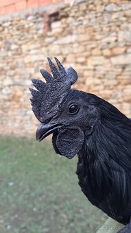 Kohouti Ayam Cemani, Cemanské slepice, Cemanky - 9
