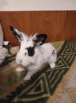 Králík zakrslý - 9