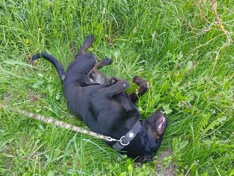 ÁRON K ADOPCI - přátelský akční parťák - 9