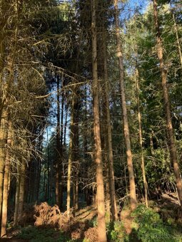 Prodám lesní pozemky v k.ú. Lužná u Vsetína - 9