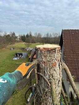 Zahrada,stromy, keře,dřevo - 9