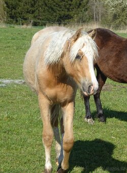 Prodám klisnu welsh pony, sekce B. - 9