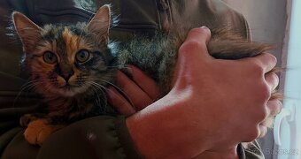 Darujeme koťátka - 9