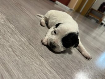 JACK RUSSEL TERIÉR - 9