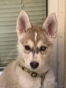 Sibiřský Husky - štěně - 9