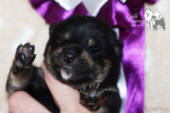 Shiba štěňata s PP/ FCI - 9