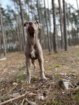 Americký pitbulterier s PP silverfawn rarita - 9