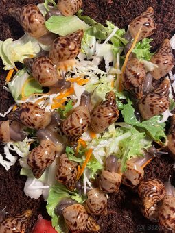 Oblovka síťkovaná (Lissachatina reticulata) 🐌 - 9
