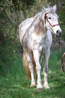 Lusitano klisna 2 letá - 9