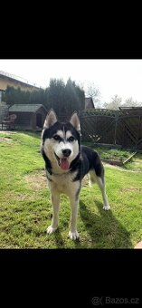Sibiřský husky (bez PP) - 9